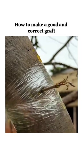 The Josh Zone on Instagram: "This simple drill technique can save a damaged tree. The video demonstrates a drill grafting method used to repair or strengthen a tree branch by redirecting healthy growth into a weakened area. A clean hole is drilled through the trunk or branch, and a living shoot is carefully guided through so it can fuse naturally as the tree grows. Over time, the cambium layers connect, allowing nutrients and water to flow through the graft and restore structural support. This t
