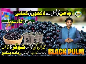 Black GOLD Farming Success in Pakistan 🇵🇰 | Major Benefits of Jamun (Java Plum) | Kissan Ka Pakistan