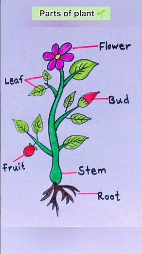 How to draw a parts of plant #shorts #drawing #partsofplant