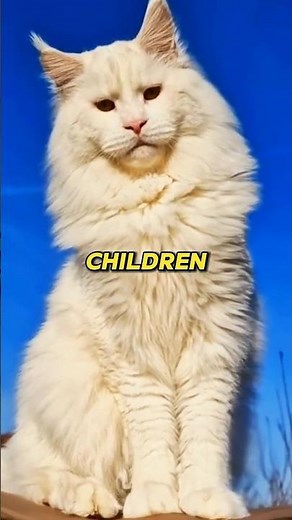 😺 Giant but Gentle! Maine Coon Cat 🐾 | World’s Largest Domestic Cat