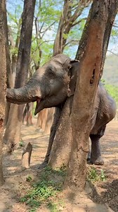 9.9K views · 844 reactions | If you notice that many trees at...