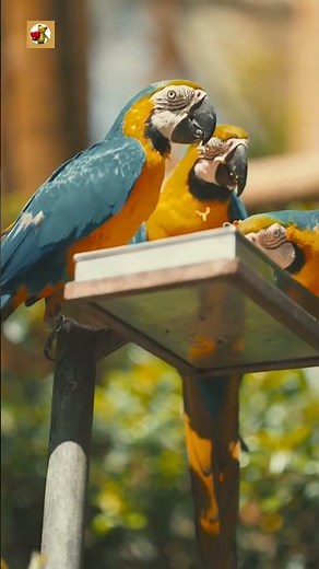 ​Blue-and-Yellow Macaw Sounds (Energetic Voices from the Garden)
