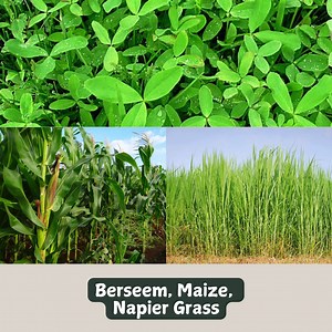 What Type of Fodder Suits Your Livestock? Green fodder, such as Berseem, Maize, and Napier Grass, is rich in nutrients and keeps your livestock fresh and healthy. It provides essential vitamins and minerals, promoting better digestion, enhanced milk production, and overall well-being. Providing fresh green fodder helps ensure your animals stay active and productive. #FodderCare #LivestockHealth #DairyFarming | Dept of Animal Husbandry and Dairying, Min of FAHD