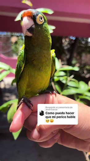 Cómo enseñar a tu perico a hablar: Tips y consejos prácticos