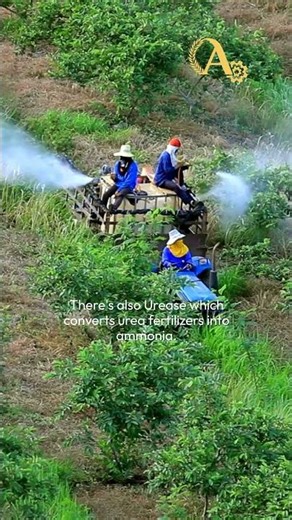 The Power of Enzymes in Agriculture