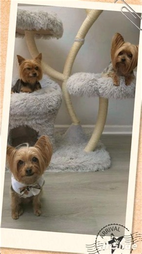 🥹 Three Little Yorkies Found Their Forever Home 🐾💕 #shorts #yorkie #dogshorts #cutedog #puppylove