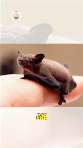 This Bat Is Smaller Than Your Thumb! #shortvideo #shorts #facts