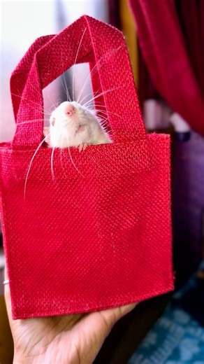 Life sife!! on Instagram: "Beans💞 #rat #ratsofinstagram #petlovers #buttons #love"