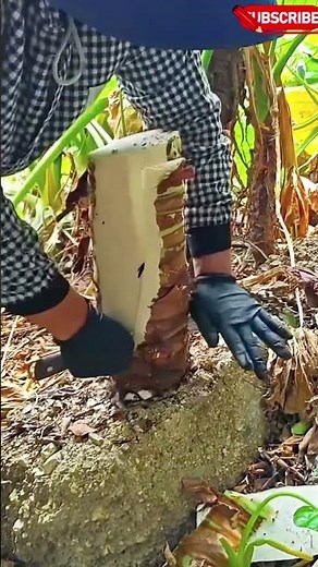 Taro Curry is Delicious & Healthy | Amazing Health Benefits of Taro Root 🤙 #fruit #nutrition