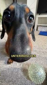 Dachshunds and Their Amazing Spines