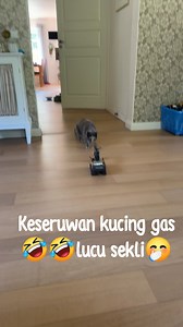 1.7M views · 31K reactions | #fyp #pengikut #sorotan #jsngkauwanluwas #dimonet #hookk #nyawakonten #mancanegara #fbpero #selmatsiang #cintakucing | Dani R | Facebook