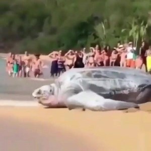 17K views · 281 reactions | Wooow! This Leatherback sea turtle is huge  Leatherback are the world’s largest turtles, they can grow to around 2.3 m long and weigh up to a massive 900kg – that’s heavier than 11 men!  Via @oceanshot | National Parks Recreation | Facebook