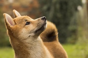 Decentralized Exchange Launches for Dogecoin Swaps