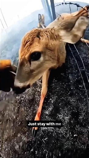 Officer Ran to Save Trapped Deer Before It's Too Late #WildlifeRescue #Hero