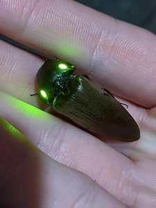 Fez parte da minha infância | Eva De Fátima