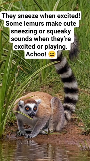 |Fun facts of Lemurs|#Lemurs fact#shorts
