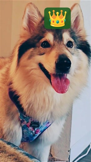 BEAUTIFUL SIBERIAN HUSKY NORTHERN WOLF MIX