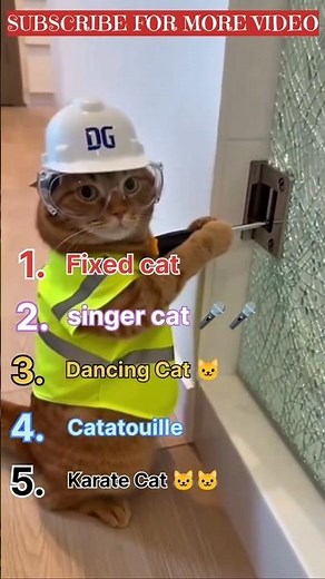 Karate Cat vs. Chef Cat: The Ultimate Meme Compilation 🥋🥘
