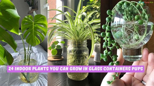 24 Unique Indoor Plants That Thrive in Glass Vessels
