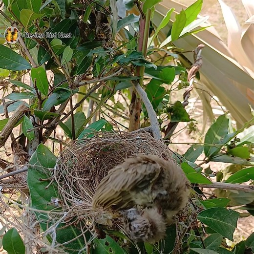134K views · 2.4K reactions | Feeding Time in the Canopy | Review Birds New | Facebook