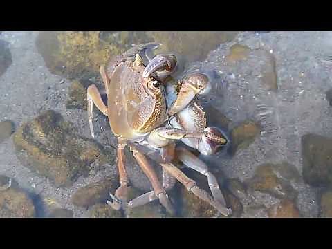 Crabs Mating