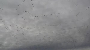 Canada geeese migration🥰 #migracion #geese #season23 | Duckhuntingg