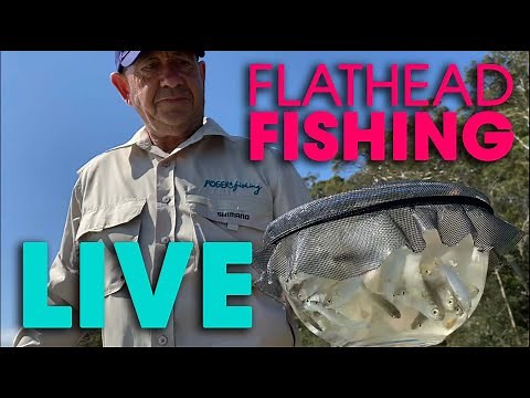 Flathead Fishing: BEST All Time Fresh Bait - LIVE Demo