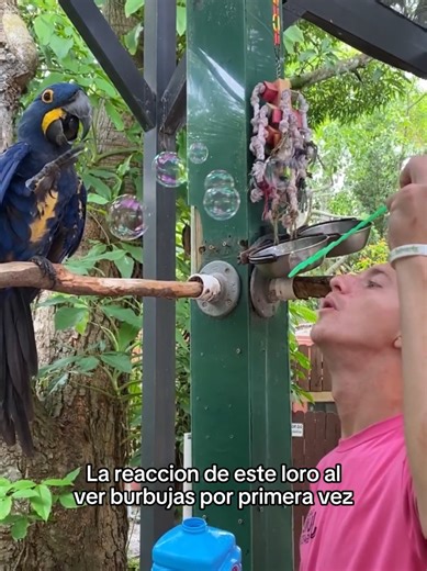 Los animales son tan puros #wholesome #animals #animales #mascotas #fyp