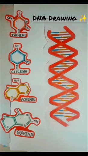 Drawing of DNA with Nitrogenous bases Life's BLUEPRINT #ArtMyseStudio