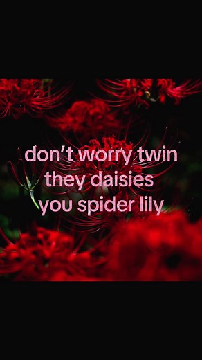 Embracing the Beauty of Spider Lilies