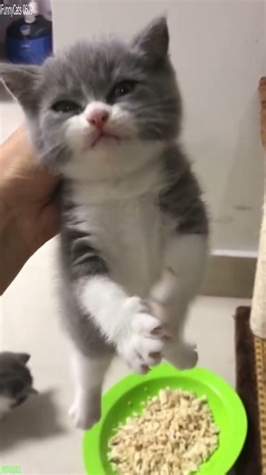 Funny Cats 2024 🐕 Favorite Friends 🐈‍⬛ # Episode 6450