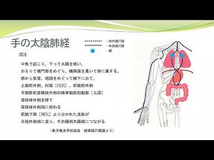 [Learn Meridian Points] Memorization Guide: Lung Meridian of Hand-Taiyin Flow