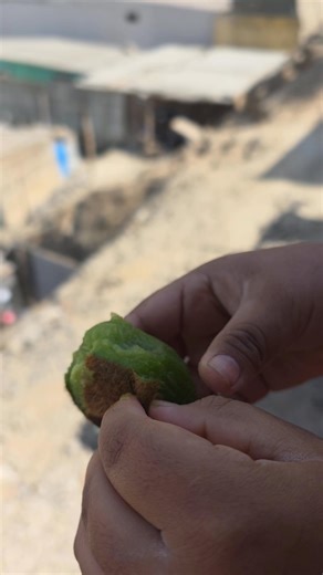 ¿Con que nombre conocen este fruto?🤔 En Perú lo conocemos como kiwi🥝🇵🇪 | Solano GALES