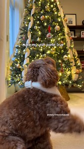 This song speaks to my heart & tummy🥹 All I Want for Christmas is foooooood😋 What do you want for Christmas? It’s always food and treats with Indy😂 ❤️: @gigis.usa | INDY15 #cockapoo #christmasdog #dogtricks #doodles #spoodle | Indy the Cockapoo