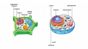 Detailed Animation Of Animal Plant Cell Stock Footage SBV-352447517 - Storyblocks