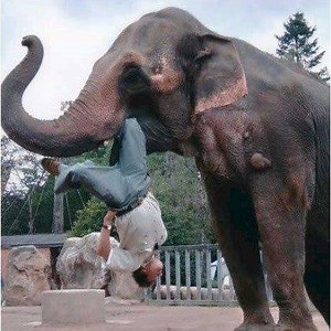 69K views · 856 reactions | Top 10 Times Animals Held Grudges Against Humans And Took Revenge | Wild Animal World | Facebook