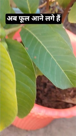 The guava tree is now flowering and will bear fruit in a few days.