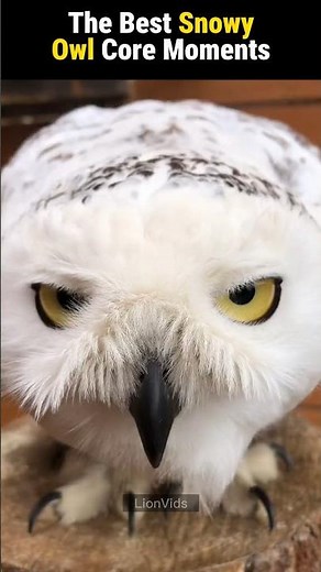 The best Snowy Owl Core Moments #owl #birds #shorts