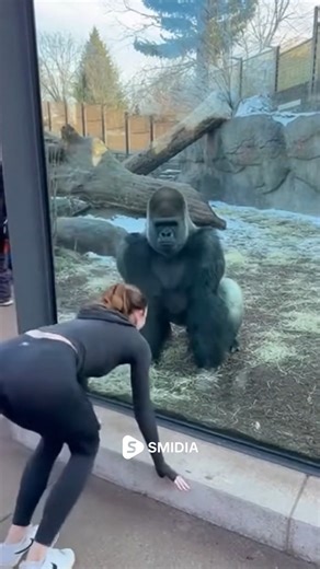 Gorilla Tries to Copy Her Handstand and Goes Wild 😳🤸‍♀️🦍 #shorts #GorillaReaction #ZooFun A woman performs a perfect handstand right in front of the gorilla enclosure, balancing upside down with complete confidence. Inside, the massive silverback suddenly rushes forward, reacting instantly to her stunt. It leans toward the glass, lifts one arm, and tries to mimic her movement in its own clumsy, excited way. The crowd watching erupts in laughter as the gorilla jumps, shifts, and swings its arm