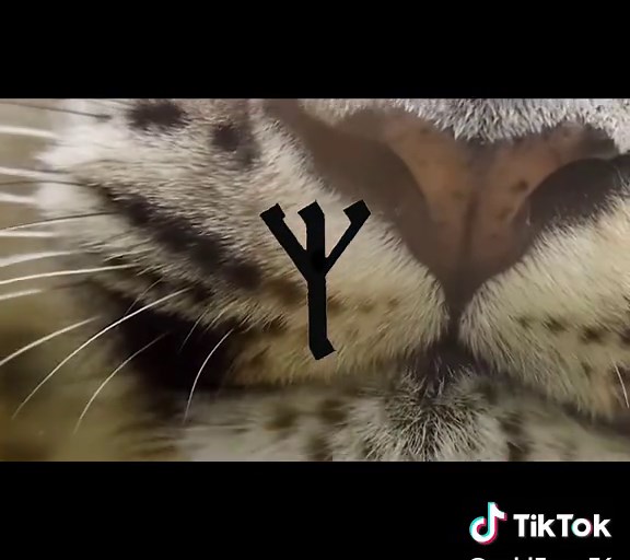 Captivating 20-Minute Nature Scenery Edit