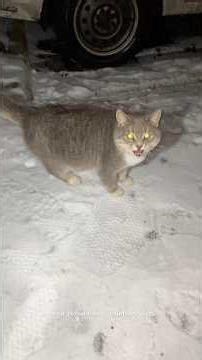 Shy kitty meowing under the car