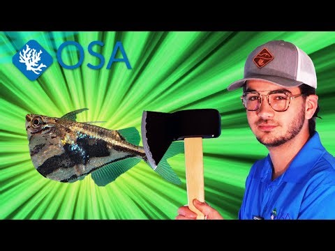 All About HATCHETFISH!