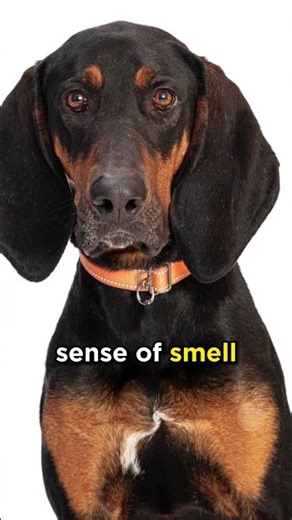 All About Coonhounds #dogs