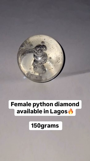 9K views · 27 reactions | This Female Python Diamond (150grams) is up...