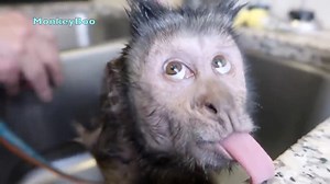 Watch these funny monkeys doing all sorts of fun things! Enjoy the compilation of all these funny videos put together. Monkey Boo, Monkey Meela and Monkey Happy all being funny animals! | MonkeyBoo