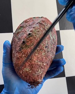 How to shell a paua with a chop stick..😅🤣🦪🧈🍞 | Captain Kai Moana