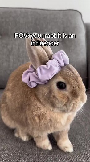 #petrabbit #petbunny #rabbit #bunny #bunniesoftiktok #rabbitsoftiktok #rabbitlife #rabbitlove #rabbitlover #petrabbit #petbunny #bunnyrabbit #bunnylove #bunnylover #freeroambunny #bunniesoftiktok #bunny #funny #bunnies #cute #rabbit #rabbitsoftiktok #bunnytok #pets #petsoftiktok #bunnyroutine #homepets #indoorbunny #bunnylove #fyp #pet #animallover