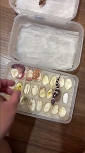 Check out the website: wachigecko.com if you want to adopt a gecko 🫶🏻 or just click the link in t...