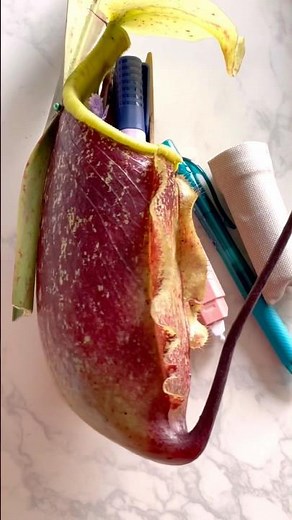 예술가를 위한 조카크레파스십팔색 을 담은 ‘세상에 하나뿐인 수키필통’ #예술적