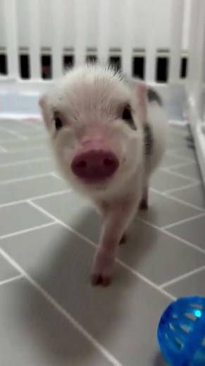 🌸 This Tiny Piglet Will Melt Your Heart!